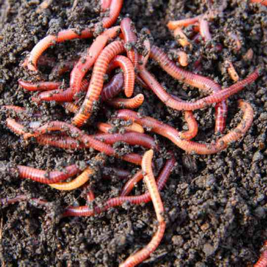 Eisenia Fetida - Wizzard Worms South Africa