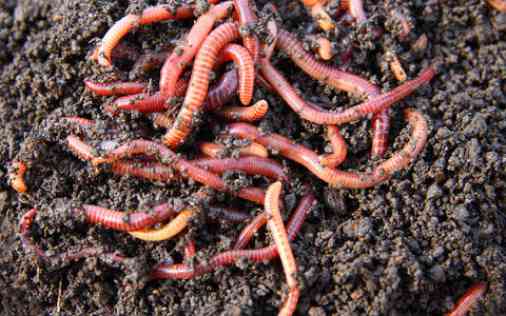 Eisenia Fetida - Wizzard Worms South Africa